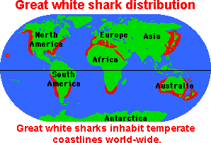 Great White Sharks